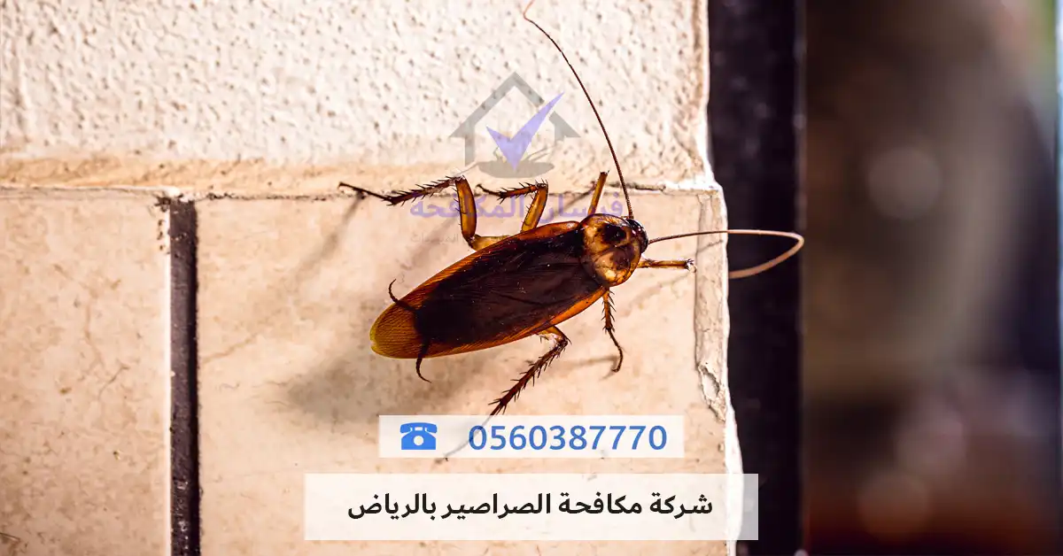شركة مكافحة الصراصير بالرياض - فرسان المسابح