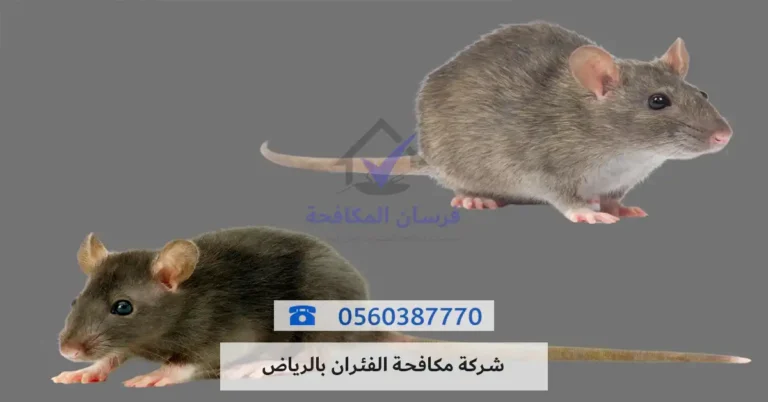 شركة مكافحة الفئران بالرياض