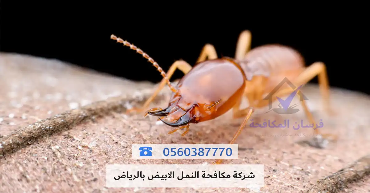 شركة مكافحة النمل الابيض بالرياض - فرسان المسابح