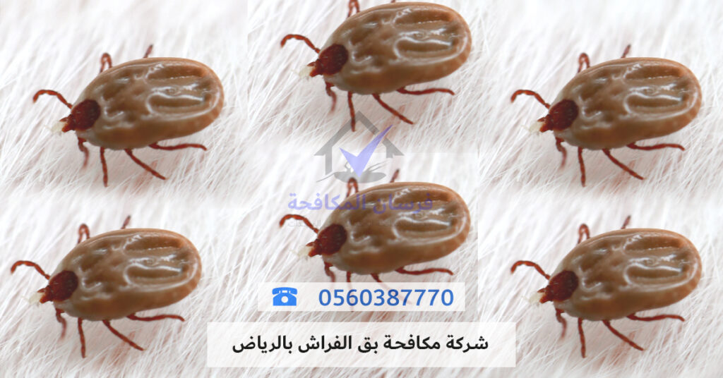 شركة مكافحة بق الفراش بالرياض