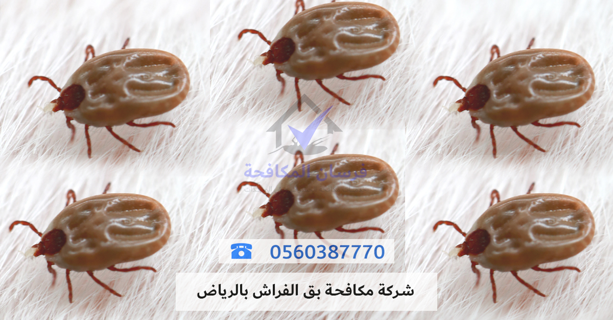 شركة مكافحة بق الفراش بالرياض - فرسان المسابح